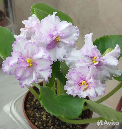 Сортовые фиалки