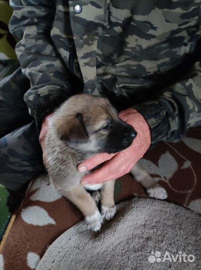 Щенки бесплатно