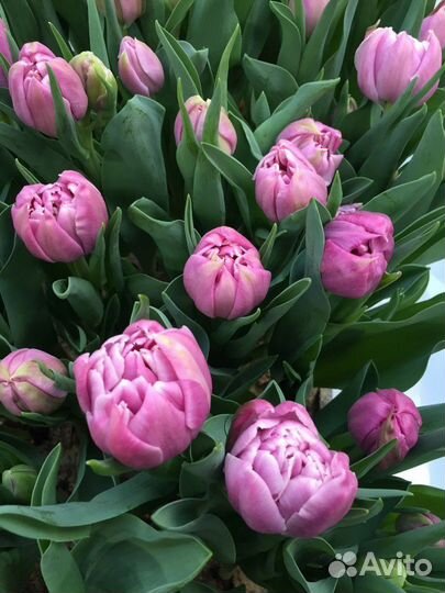 Луковицы тюльпанов