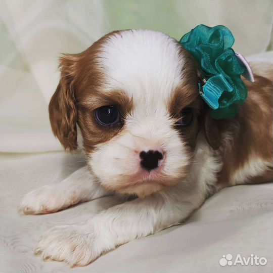 Кавалер девочка