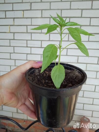 Комнатный горький перчик