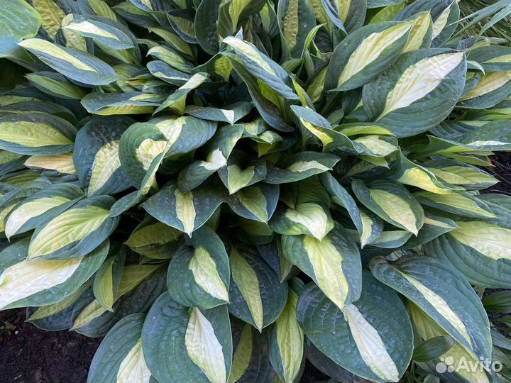 Хоста Джипси Роуз