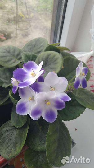 Сингониум,строманта,фиалка