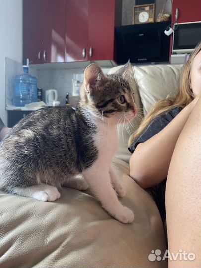 Кошка в дар