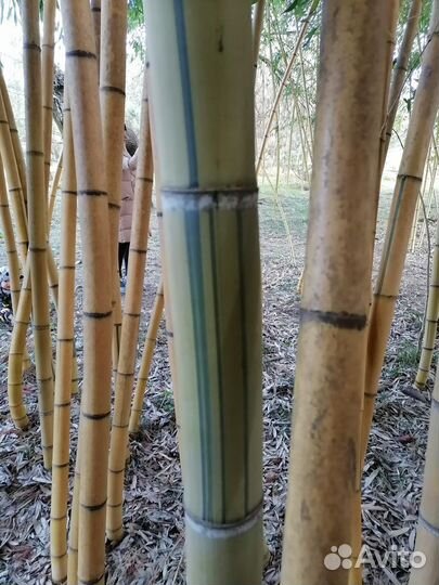 Саженцы бамбука(Phyllostachys Vivax Aureocaulis)