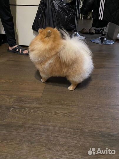 Померанский шпиц вязка