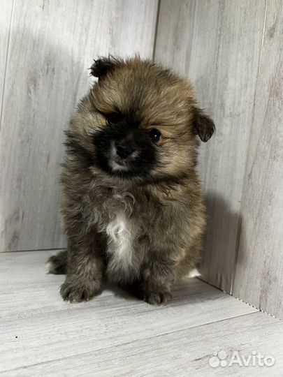 Померанский шпиц мини