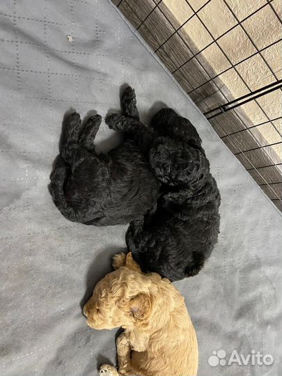 Мини пудель