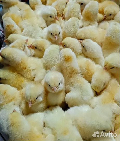 Суточная домашняя птица в ст. Старокорсунской