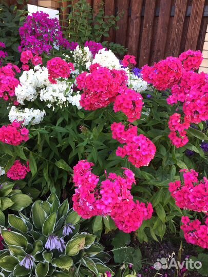 Флокс Бутоник