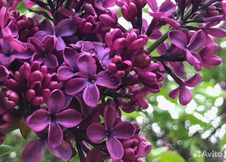 Сирень Людвиг Шпет