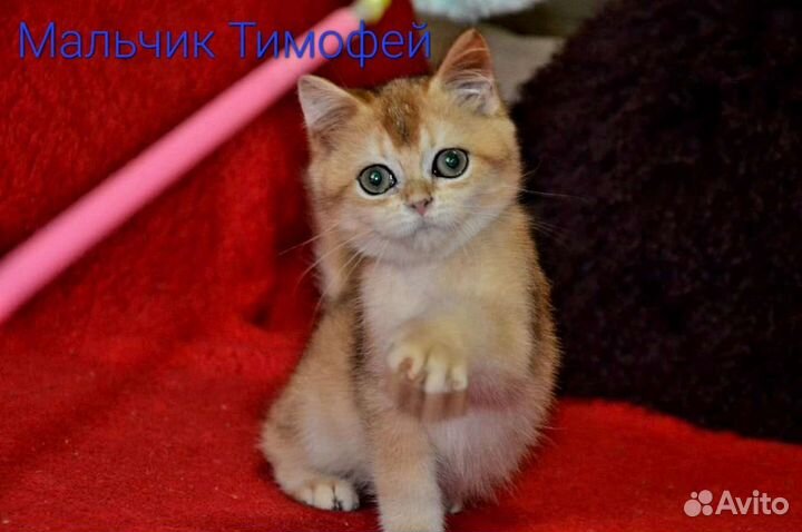 Британские