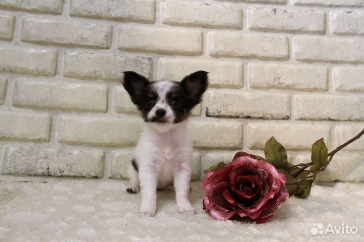 Чихуахуа мини девочка