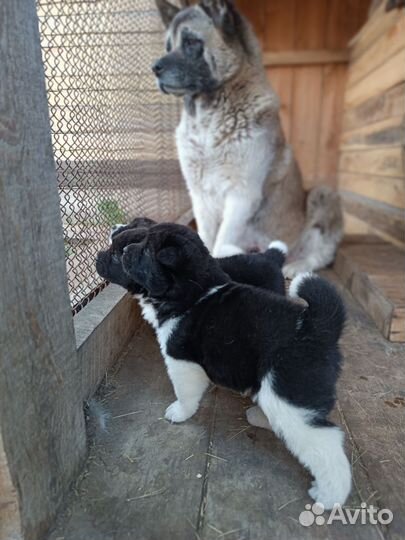 Щенки американской акиты