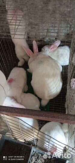 'Крольчата белый пннон