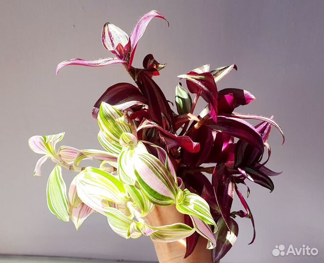 Черенки традесканции охапкой букетом