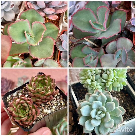 Суккуленты