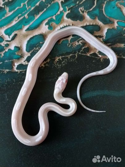 Маисовый полоз