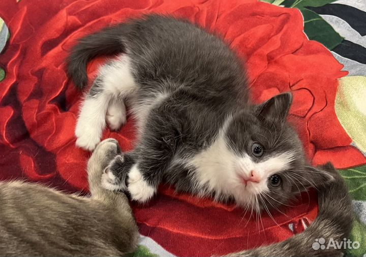 Котенок бесплатно