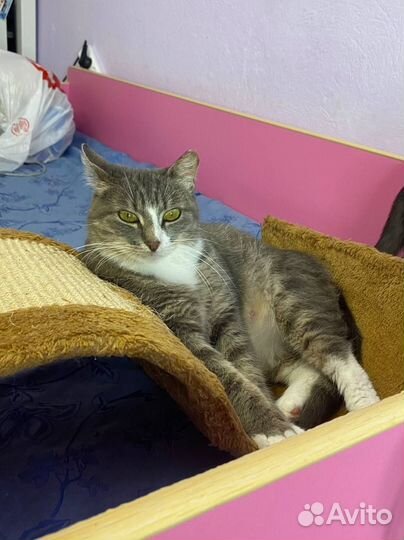 Беспроблемная уютная кошка. Стерил, привита