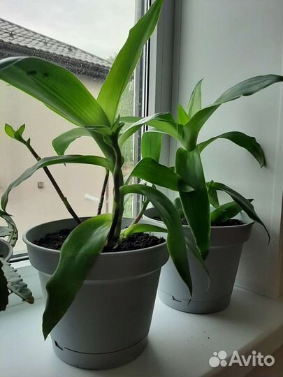 Растение золотой Ус