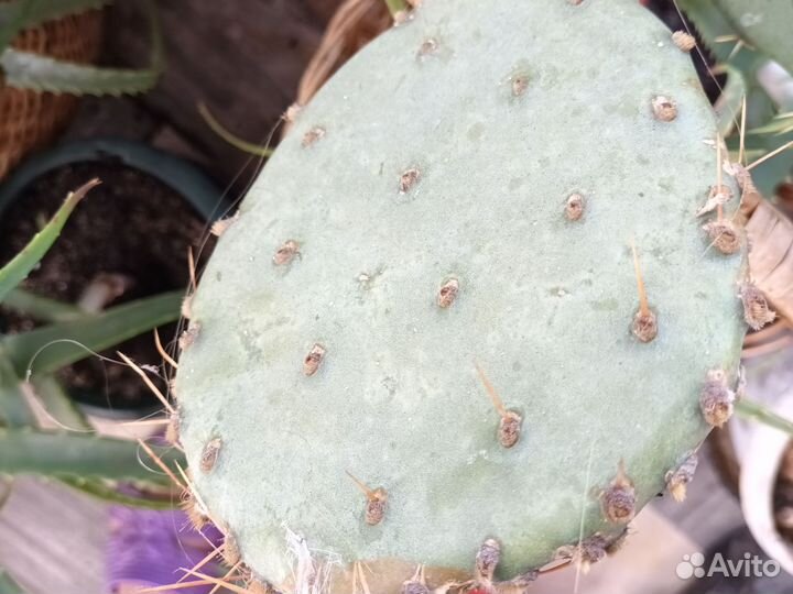 Кактусы и суккуленты(опунция)