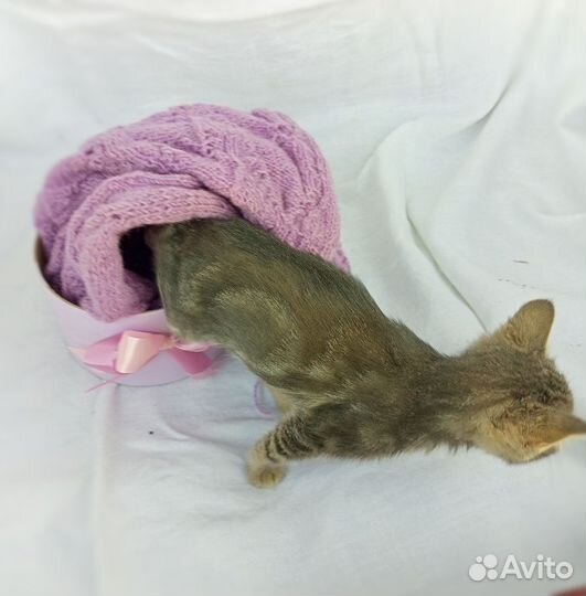 Красивая котя