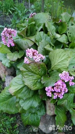 Садовый ирис,примулы,бадан