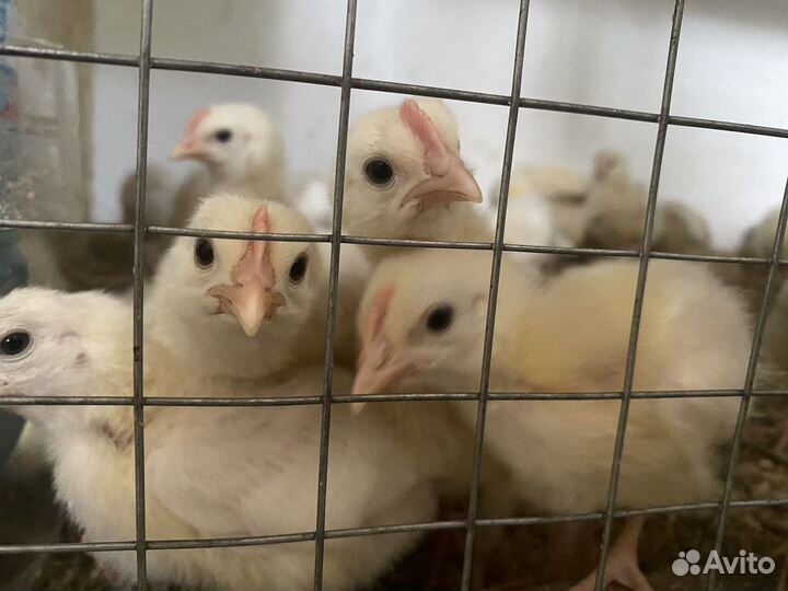 Цыплята