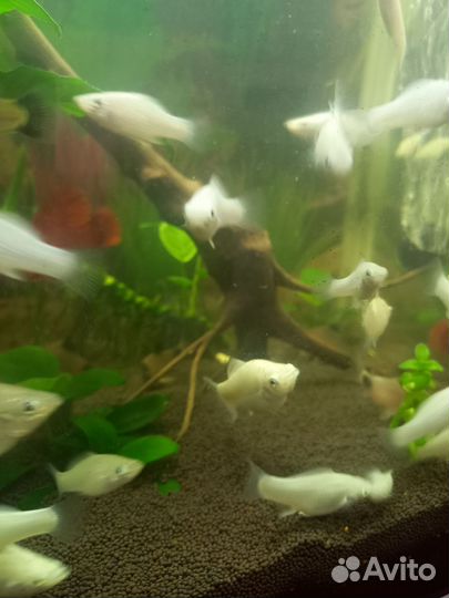 Моллинезия велифера снежинка