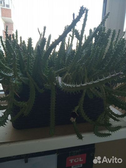 Стапелия крупноцветная