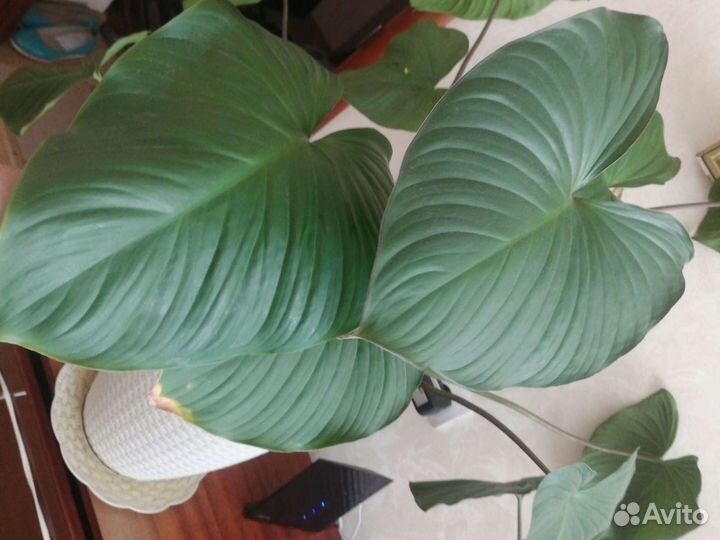 Хамаломена большой красивый цветок