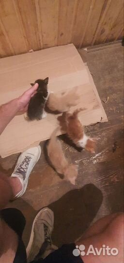Котята в добрые руки