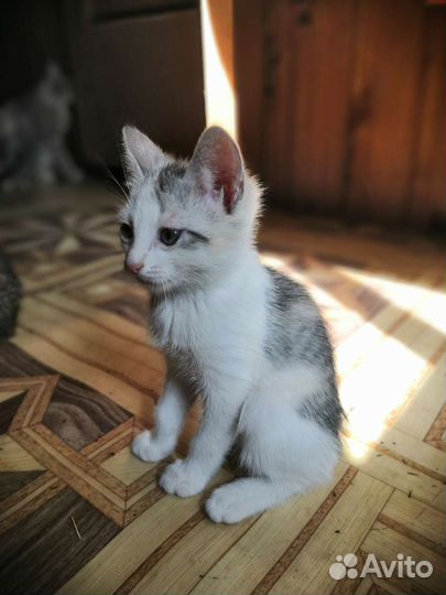 Котята 3 месяца