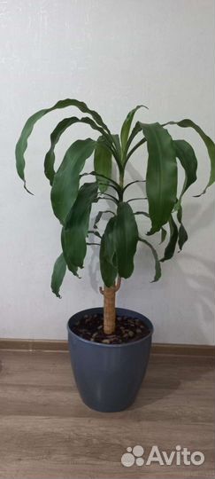 Пальма драцена