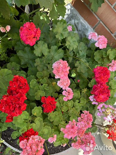 Герань пеларгония