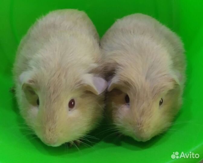 Свинята на подарки малышки породистые