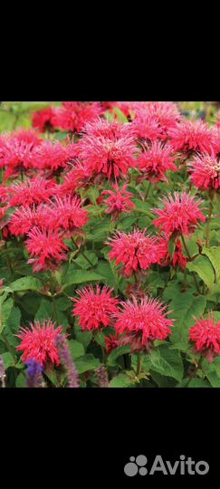 Многолетние цветы