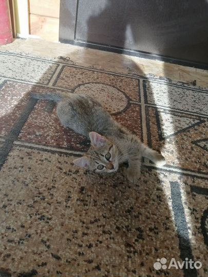 Кошечка сибирская