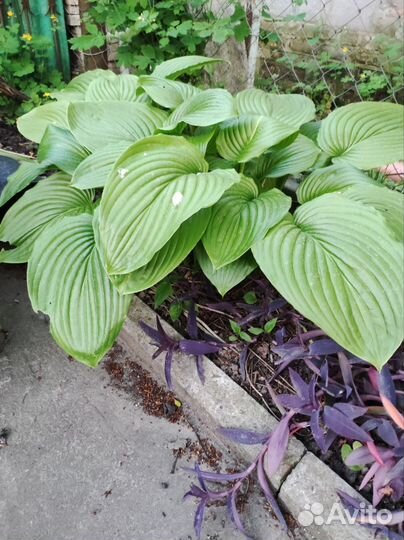 Лилии, Хоста растение, ромашки