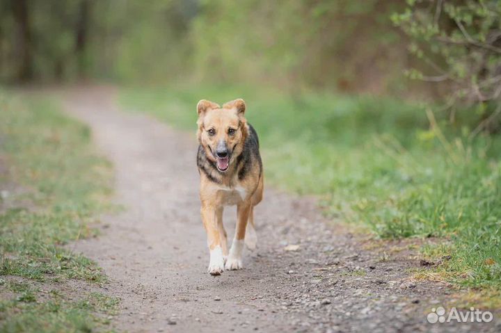 Собака в добрые руки