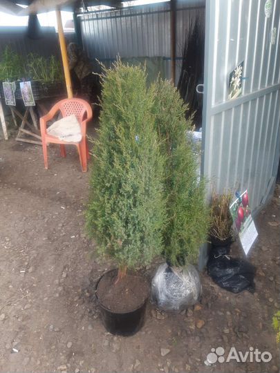 Можевельник туи