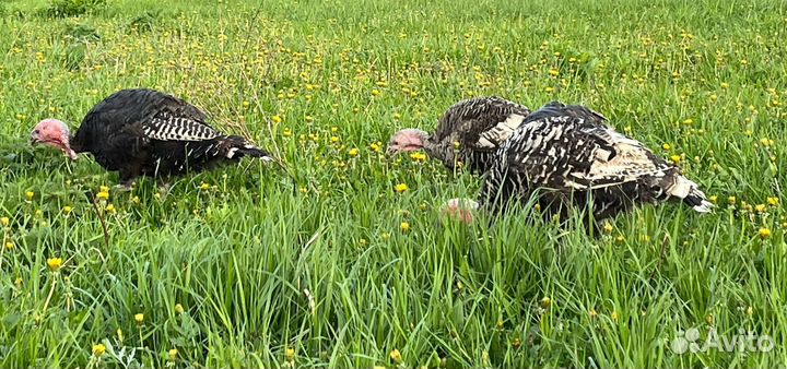 Индюшки молодые