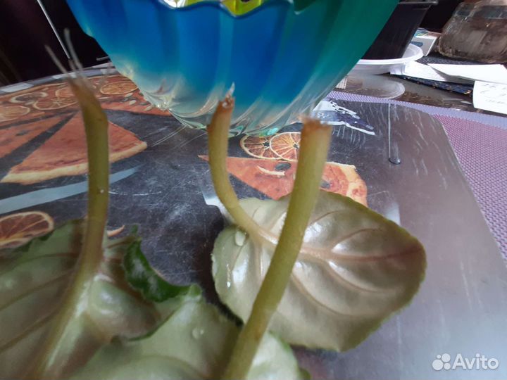 Листики сортовой фиалки с деткой