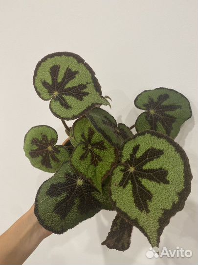 Бегония мэсона