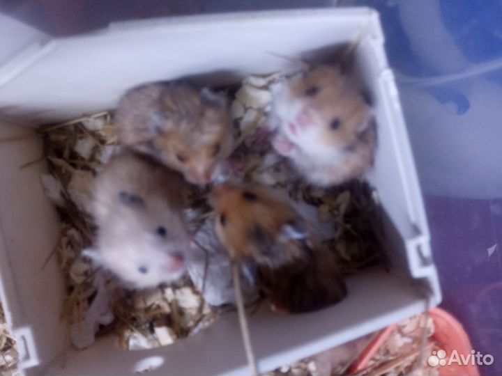 Сирийский хомяк