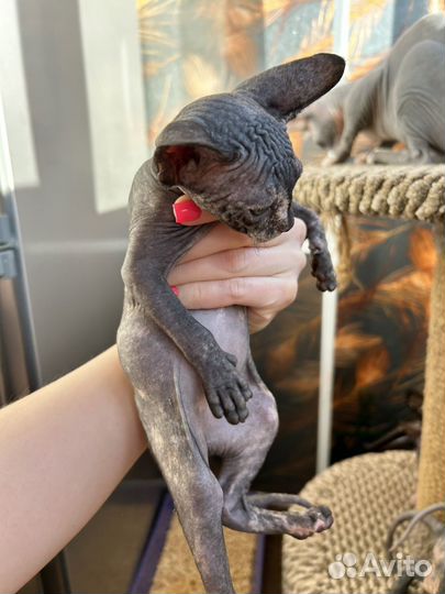 Канадский сфинкс