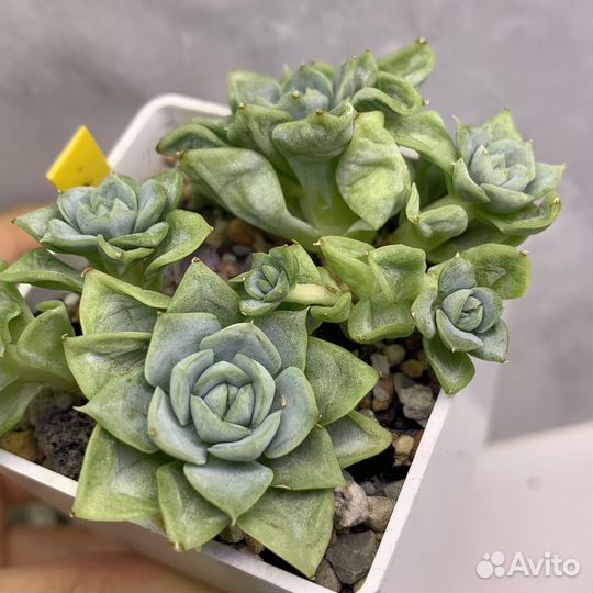 Суккулент эхеверия, суккуленты из Азии