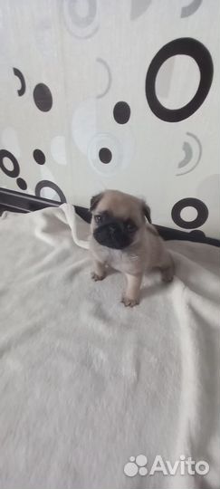 Щенки мопса мальчик