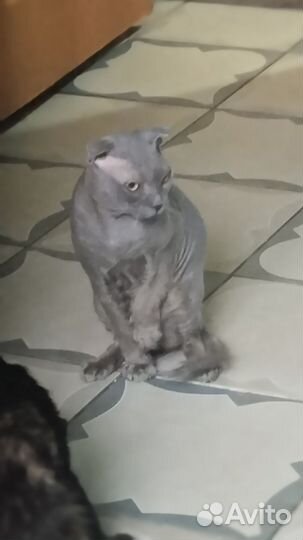 Сфинкс велюр